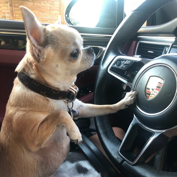 Meet your Poshers, Abby + Porsche ❤️ 🐶 - Picture 2 of 9